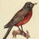 Profile Picture of Robin Baumgartner (@msrobinb) on Pinterest