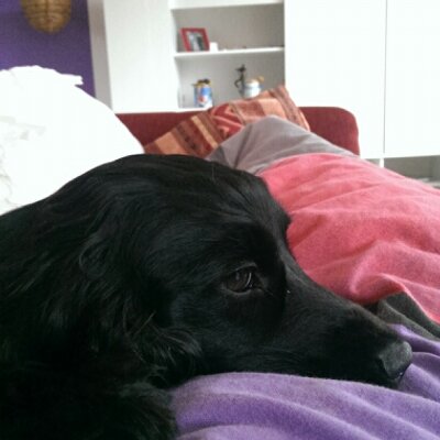 Profile Picture of Nicole Schramm (@schramm698) on Twitter