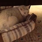 Profile Picture of Josephine Hagan (@baltimore.hon) on Instagram