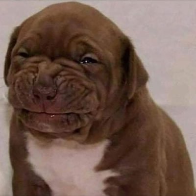 Profile Picture of Mr Tom, A Dildo Lover (@SandraAwesome_) on Twitter