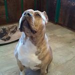Profile Picture of Brian Burkholder (@blacksmokebullies) on Instagram