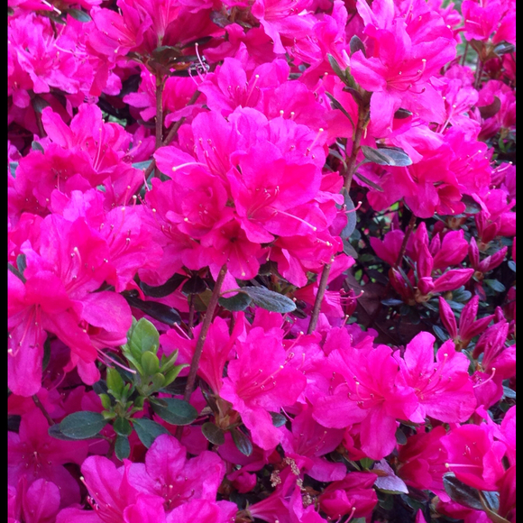 Profile Picture of Kathie Nordman (@aquia) on Poshmark