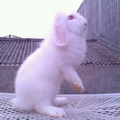 Profile Picture of Edward Rabbit Home's (@EdwardEdogawa) on Twitter