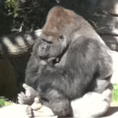 Profile Picture of Daniel Baral (@dbaralkc) on Twitter