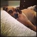 Profile Picture of Sarah Pampillonia (@SarahPamp) on Pinterest