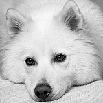 Profile Picture of Demetres Melita (@demetres sol melita /ratkadog) on Flickr