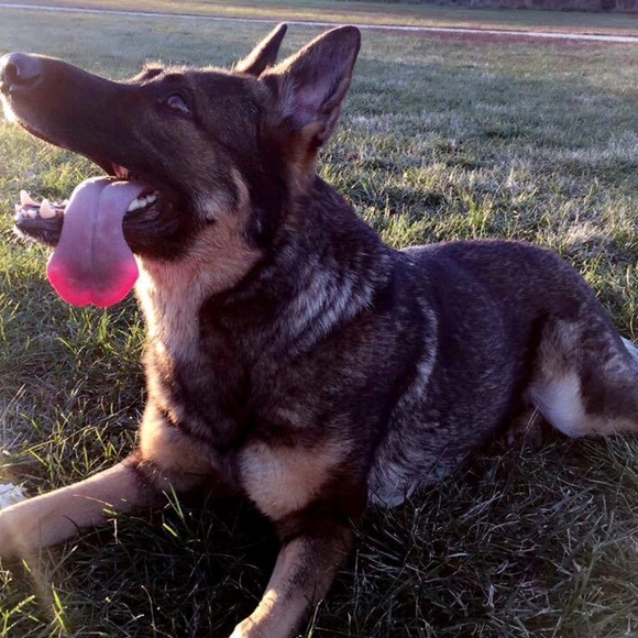 Profile Picture of Martin Rajcan (@petreats) on Poshmark