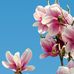Profile Picture of Hicham Issa (@salah.hicham.3517) on Facebook
