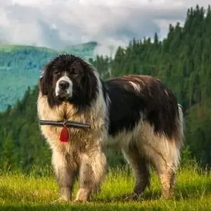 Caini ciobanesti - Tiktok Profile Picture of Caini ciobanesti (@caini_ciobanesti1) on Tiktok