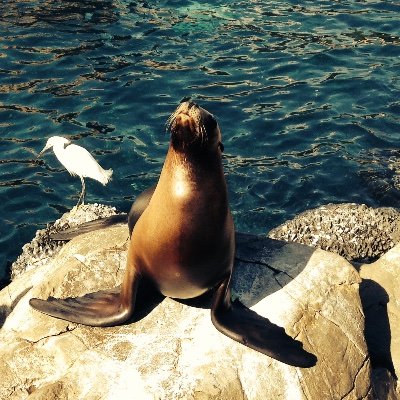 Profile Picture of Ronald Bloom (@ronald_bloom) on Twitter