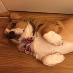 Profile Picture of debbie robbins (@wyattearpcorgi) on Instagram