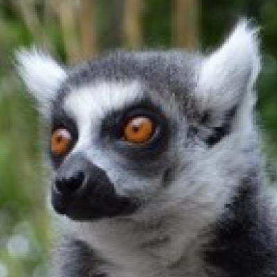 Profile Picture of Kevin Fugate (@Lemurzilla) on Twitter