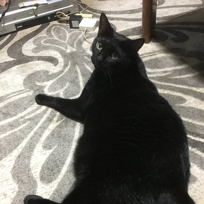 Profile Picture of Takako Maeda (@TakakoMaeda) on Twitter