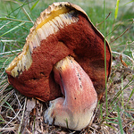 Profile Picture of Jens Petersen (@pjens13) on Flickr