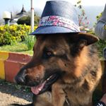 Profile Picture of Oscar German Shepherd (@oscar.kia) on Instagram