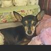 Profile Picture of Crystal Heffelfin229 (@@crystalheffelfin) on Tiktok