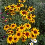 Соня Амиралиева - Instagram Profile Picture of Соня Амиралиева (@amiralievasonia) on Instagram