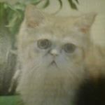Profile Picture of Gianfranco Sclarandis (@gianfrancosclarandis) on Instagram