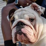 Profile Picture of Bo Kelley (@bothebulldog__) on Instagram