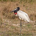 Profile Picture of Jabiruon Wikipedia