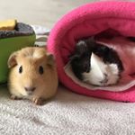 Jimmy and Peaches❤️ - Instagram Profile Picture of Jimmy and Peaches❤️ (@squeakers____) on Instagram