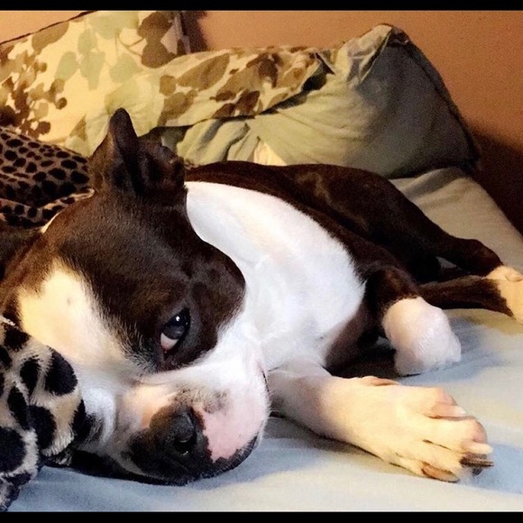 Profile Picture of Amber Dirosato (@amberdirosato) on Poshmark