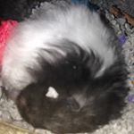 Profile Picture of Cameron Swartz (@oreo_da_hamster) on Instagram