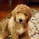 Profile Photo of Walter the Golden Doodle (@walterthetherapydood) on Instagram