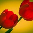 Profile Picture of Alexandra Hopf (@alexandrahopf56) on Pinterest