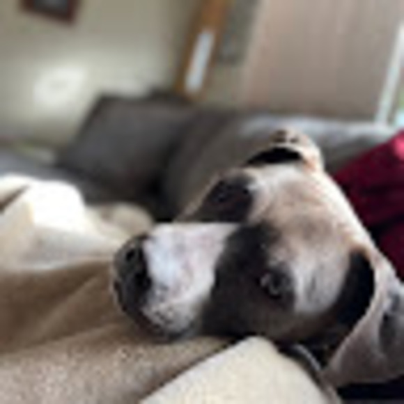 Profile Picture of Marci Darling (@mdarling2278) on Poshmark