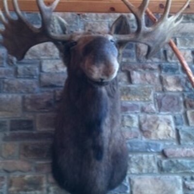 Profile Picture of Frederick Moose (@FreddytheMoose) on Twitter