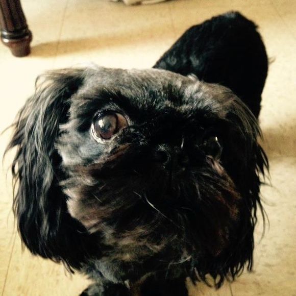 Profile Picture of Chuito Quintana (@babyfordpr1) on Poshmark