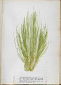 Profile Picture of Ulva flexuosaon Wikipedia