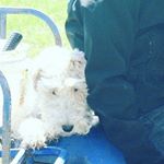 Profile Picture of Leo Lallier-Lafleur (@leo_le_mignon_chien_) on Instagram