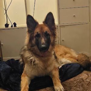 Profile Picture of Andrew Hanson (@andrew.hanson46) on Tiktok