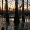 Profile Picture of Matthew Solar (@swamplife82) on Tiktok