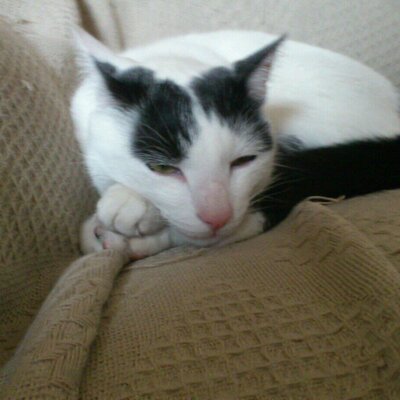 Profile Picture of Josh Traylor (@TraylorJosh) on Twitter