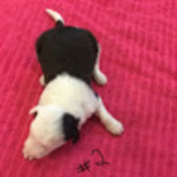 Profile Picture of Michaela duncombe Gdc (@michdunc523) on Poshmark