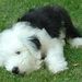 Profile Picture of Loretta Andrews (@lorett42) on Pinterest