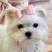 Profile Picture of Debbie Benson (@mrapzmom) on Pinterest