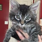 Profile Picture of Lillian Meyers (@lillian_meyers3) on Instagram