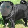 Profile Picture of Martin Pugliese (@tinchipug) on Tiktok