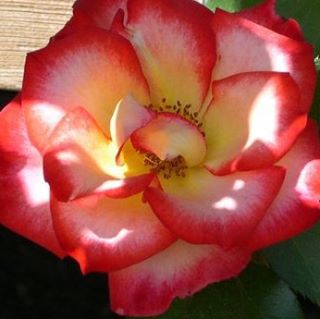 Profile Picture of Carlene Keller Banner (@carlene.banner) on Facebook