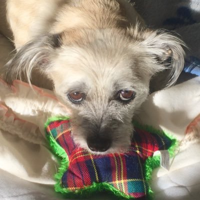Profile Picture of Libbie Adams (@Libbieadams33) on Twitter