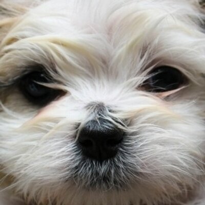 Profile Picture of Martin Camaj (@tinicee) on Twitter