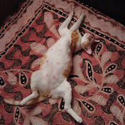 Profile Picture of Shama Fayaz (@shamafayaz8777) on Youtube