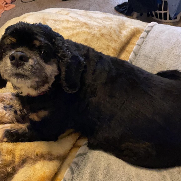 Profile Picture of Nichole Lafrancois (@nikki_la) on Poshmark