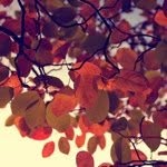 Profile Picture of Lucy Cantrill (@lucy_david) on Instagram
