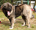 Profile Picture of Caucasian Shepherd Dog - Wikipediaon Wikipedia