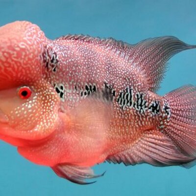 William - Twitter Profile Picture of William (@BillyFraley) on Twitter